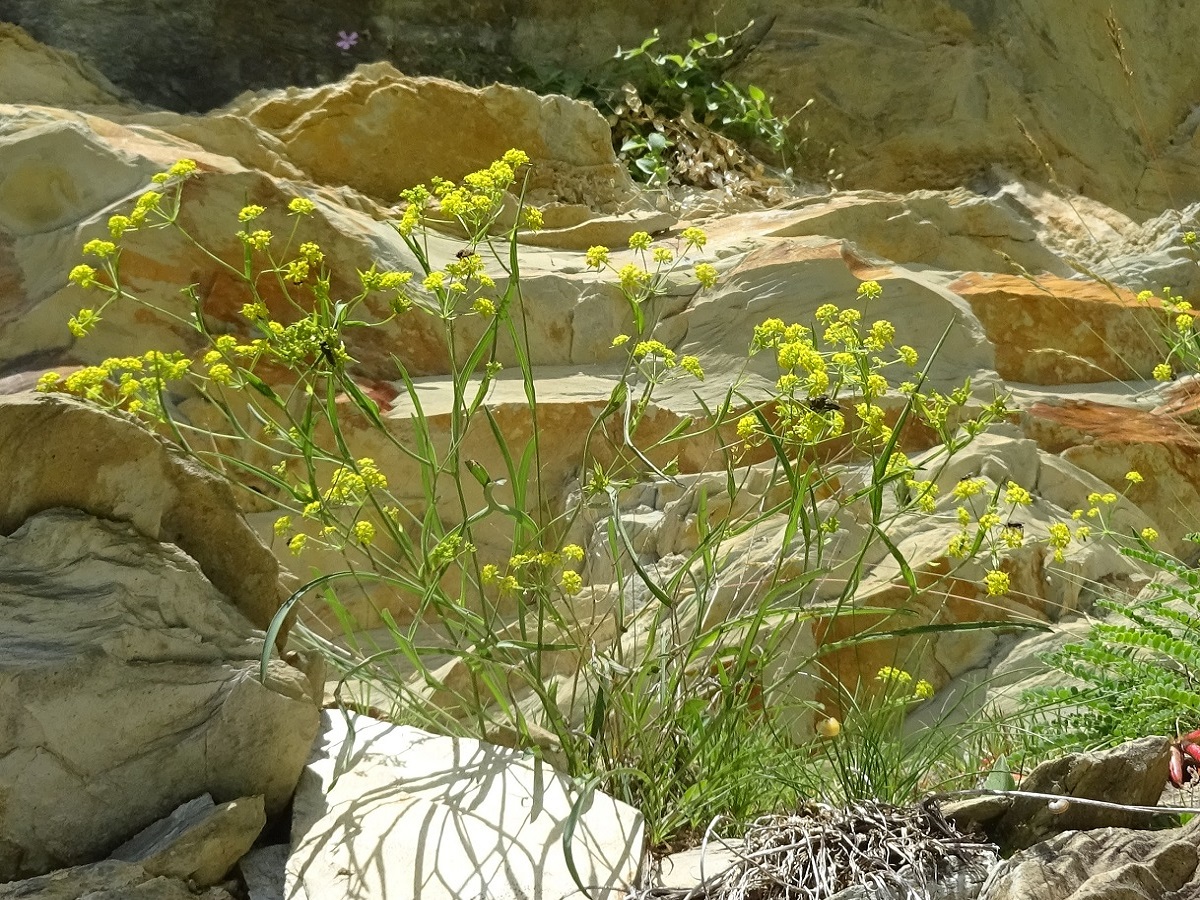Bupleurum ranunculoides subsp. ranunculoides var. gramineum (Apiaceae)
